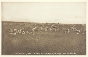 The Lambing Camp, 1894, Laton Alton Huffman, American, 1854–1931, United States, Gelatin silver