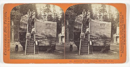 Section of the Original Big Tree, 30 feet diameter, 1868/70, Thomas Houseworth & Co., American,