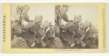 Cactus Giganta, San Jose, 1864, Lawrence & Houseworth, American, active 1860s, United States,