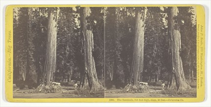 The Sentinels, 315 feet high, diam. 20 feet, Calaveras County, 1870, John P. Soule, American,