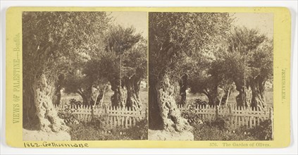 The Garden of Olives, Jerusalem, 1860/85, Félix Bonfils, French, 1831–1885, France, Albumen print,