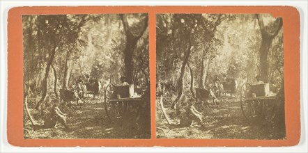 Moss Avenue, Fort George, Florida, 1872, American, 19th century, United States, Albumen print,