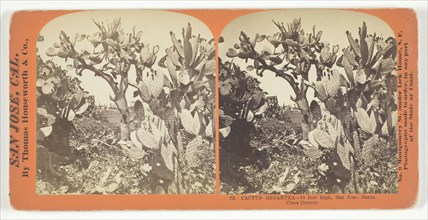 Cactus Gigantea, 18 feet high, San Jose, Santa Clara County, c. 1868, Thomas Houseworth & Co.,