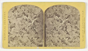 Sensitive Plant, 1870, Timothy O’Sullivan, American, born Ireland, 1840–1882, United States,