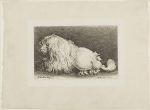 White Dog, 1649, Wenceslaus Hollar (Czech, 1607-1677), after Adriaen Jacobz Matham (Dutch,