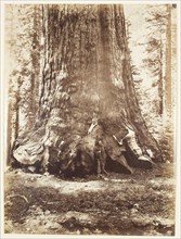 Section of the Grizzly Giant with Galen Clark, Mariposa Grove, Yosemite, 1865/66, Carleton Watkins,