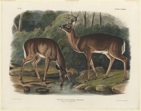 Cervus Virginianus, 1848, John Woodhouse Audubon, American, 1812-1862, United States, Hand-colored
