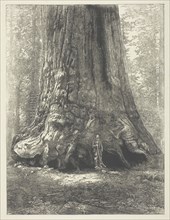 Copy of Carleton Watkins’ Galen Clark Before the Grizzly Giant, c. 1863, after Carleton Watkins