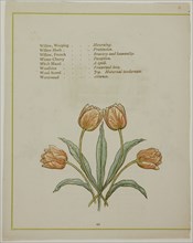 Decorative Illustration, from The Illuminated Language of Flowers, published 1884, probably Edmund