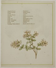 Valerian Through Volkamenia, from The Illuminated Language of Flowers, published 1884, probably