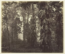 Darjeeling, India, c. 1865, Samuel Bourne, English, 1834–1912, England, Albumen print, 23.6 × 28.5