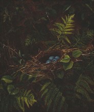 Bird’s Nest and Ferns, 1863, Fidelia Bridges, American, 1834–1923, United States, Oil on panel, 20