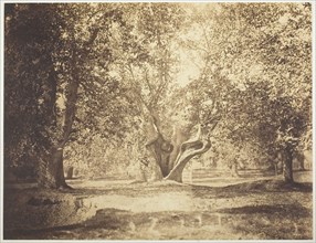 Tree, Forest of Fontainebleau, c. 1856, Gustave Le Gray, French, 1820–1884, France, Albumen print,