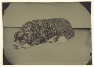 Untitled (Dog), 1850/99, Maker unknown, American, 19th century, United States, Tintype, 12.5 x 17.7