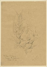 Plant Form Study, 1885, Louis H. Sullivan, American, 1856-1924, United States, Pencil on paper, 19