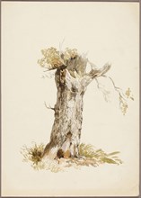 Tree Trunk I, n.d., Style of William Callow, English, 1812-1908, United Kingdom, Watercolor over