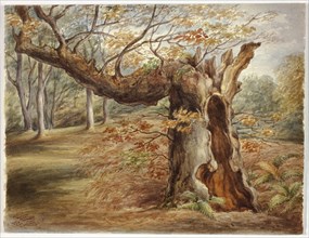 Rotting Tree, 1850, Elizabeth Murray, English, c. 1815-1882, England, Watercolor over graphite on