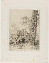 Bramble and Ivy, 1845, Eugène Blery, French, 1805-1887, France, Etching and drypoint on ivory wove