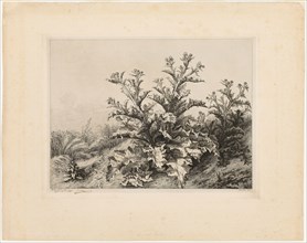 The Large Thistle, plate three from Les quatres grandes plantes, 1843, Eugène Blery, French,