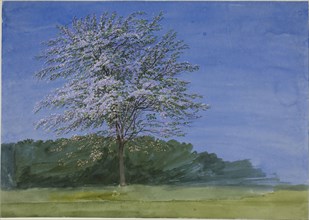Study of a Tree in Bloom, c. 1835, William Turner, English, 1789-1862, England, Watercolor and