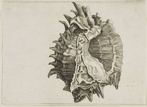 Pink-Mouth Murex (phyllonotus erythrostomus), c. 1646, Wenceslaus Hollar, Czech, 1607-1677,