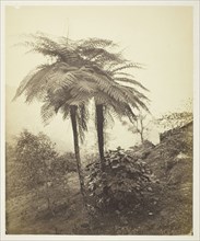 The Tree Fern, Prize Photo, 1863, Samuel Bourne, English, 1834–1912, England, Albumen silver print,