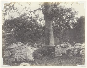 Forest and Rocks, Fontainebleau, 1860s, Achille Quinet, French, 1831–1900, France, Salted paper