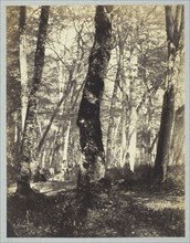 Study in the Barbizon Forest, 1860/69, Constant Famin, French, active 1863–1874, France, Albumen
