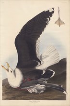 Black Backed Gull, 1826/39, Robert Havell (English, 1793-1878), after John James Audubon (American,