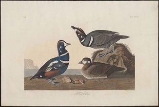 Harlequin Duck, 1826/39, Robert Havell (English, 1793-1878), after John James Audubon (American,