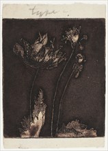 Last Poppies, 1897, Theodore Roussel, French, worked in England, 1847-1926, England, Mezzotint,
