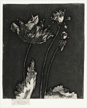 Last Poppies, 1897, Theodore Roussel, French, worked in England, 1847-1926, England, Etching and