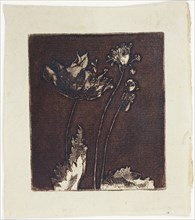Last Poppies, 1897, Theodore Roussel, French, worked in England, 1847-1926, England, Etching and