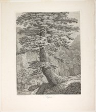 Fir Tree, 1801/02, Jacob Philipp Hackert, German, 1737-1807, Germany, Etching on ivory laid paper,