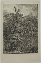 Great Tree, 1809, Domenico Quaglio II, German, 1787-1837, Germany, Etching on cream wove paper, 174