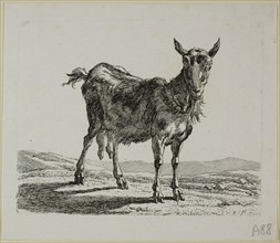 Standing Goat, from Die Zweite Thierfolge, 1800, Johann Christian Reinhart, German, 1761-1847,