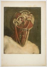 Neck Muscles, plate three from Complete musculature in Natural Size and Color, 1746, Jacques Fabien