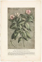 The Periwinkle of Java, from Collection of Usual, Curious, and Foreign Plants, 1767, Jacques Fabien