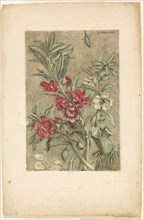 Impatiens, from Collection des plantes usuelles, curieuses, et étrangères, 1767, Jacques Fabien