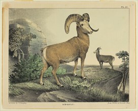 Argali, c. 1830, Thomas Doughty, American, 1793-1856, United States, Color lithograph on cream wove