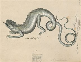 Agama versicolor, Print, 1700-1880
University of Amsterdam
