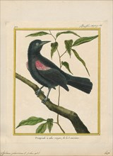 Agelaius phoeniceus, Print, The red-winged blackbird (Agelaius phoeniceus) is a passerine bird of