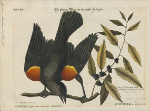 Agelaius phoeniceus, Print, The red-winged blackbird (Agelaius phoeniceus) is a passerine bird of