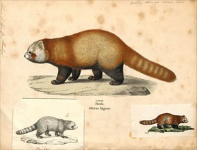 Ailurus fulgens, Print, The red panda (Ailurus fulgens) is a mammal native to the eastern Himalayas