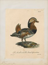 Aix galericulata, Print, The mandarin duck (Aix galericulata) is a perching duck species native to