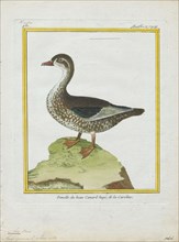 Aix sponsa, Print, The wood duck or Carolina duck (Aix sponsa) is a species of perching duck found