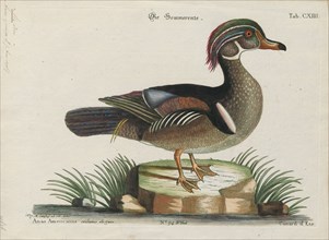 Aix sponsa, Print, The wood duck or Carolina duck (Aix sponsa) is a species of perching duck found