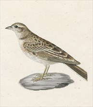 Alauda calandrella, Print, Alauda is a genus of larks found across much of Europe, Asia and in the