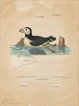 Alca arctica, Print, The Atlantic puffin, also known as the common puffin, is a species of seabird