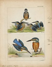 Alcedo ispida, Print, The common kingfisher (Alcedo atthis) also known as the Eurasian kingfisher,